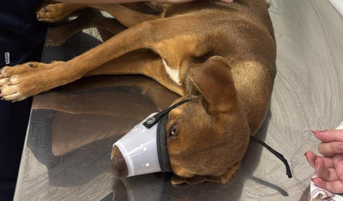 Vakinha para um Cachorro Atropelado em Coronel Xavier Chaves