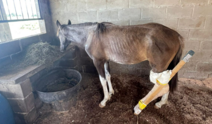 Ajude a salvar o Capitão Gancho – Ele está entre a vida e a morte!
