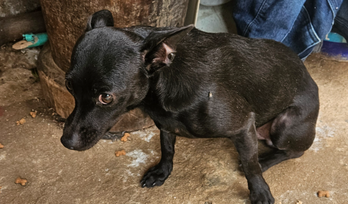 AJUDE MEU CACHORRINHO 😢