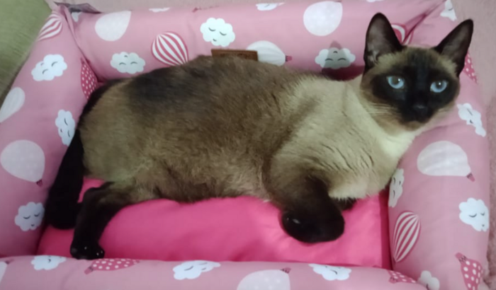 S.O.S Cirurgia da minha gatinha paçoca 