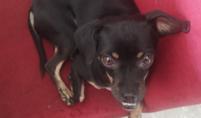 ajude a Lilika no veterinário