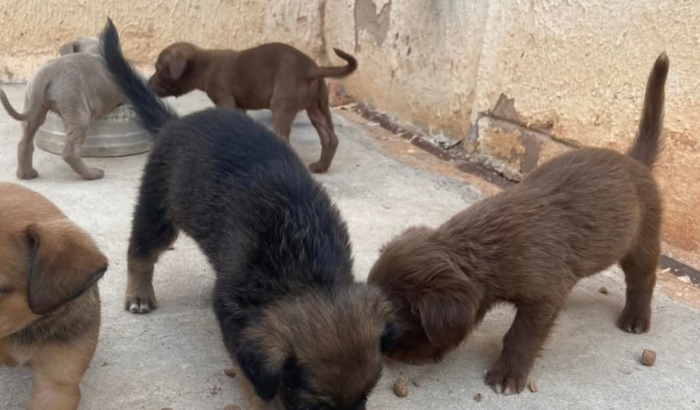 DIGA NÃO AO MALTRATO DE ANIMAIS