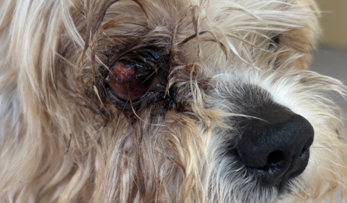 Ajude o nick a viver