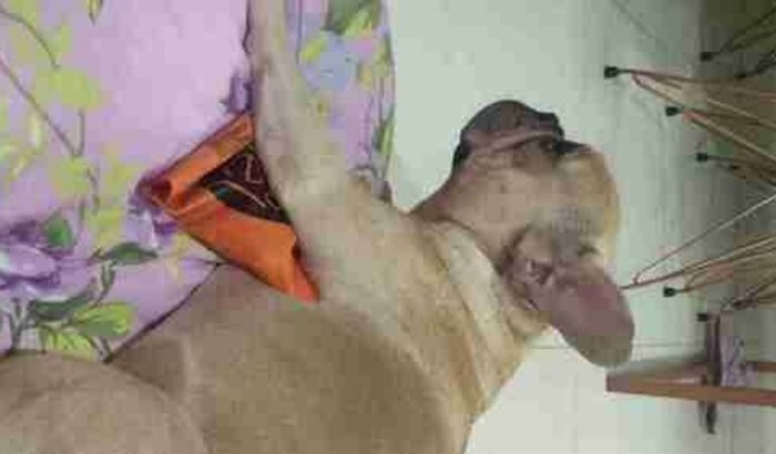 Cirurgia fratura do úmero - reincidência