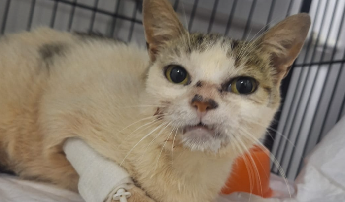 Ajuda para cirurgia da Dinamarca 