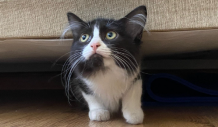 AJUDE A LEONA A CURAR DA PIF