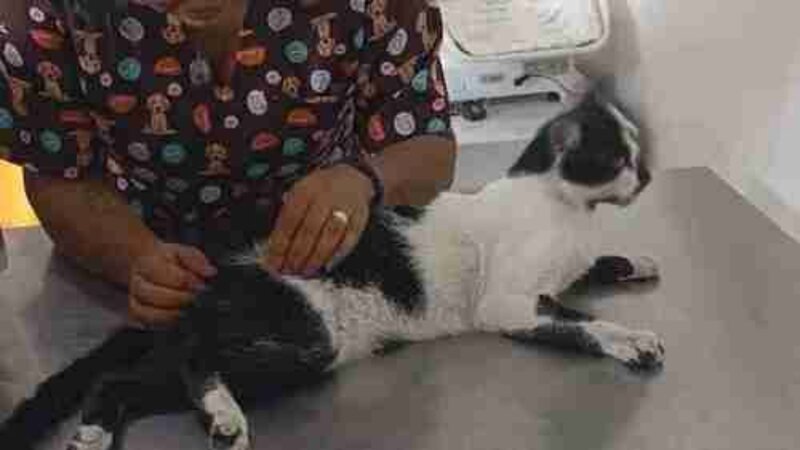 imagem da vaquinha Ajuda para manchinha 