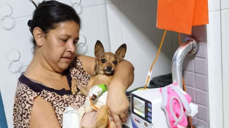 ATROPELAMENTO PINSCHER MINIATURA