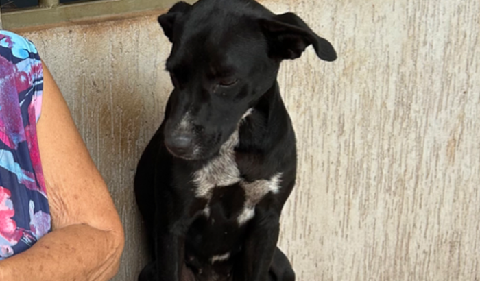 Ajuda em prol da cirurgia da Pretinha 