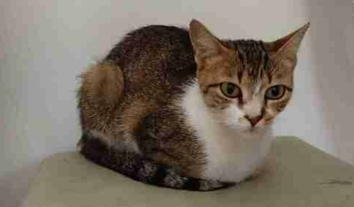 Cirurgia da gata Flor