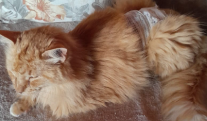 Gato Alemão precisa da sua ajuda!