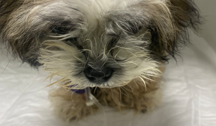 Salvar a flor da parvovirose