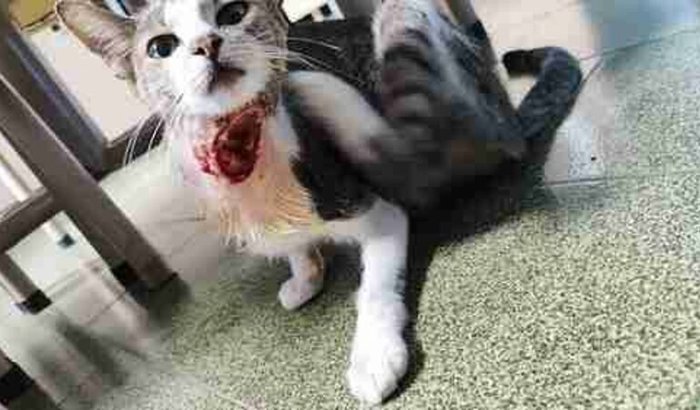 Ajuda com tratamento veterinário