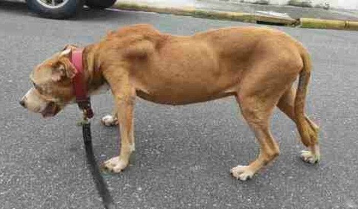 "Ajuda do nosso amigo Tysom"