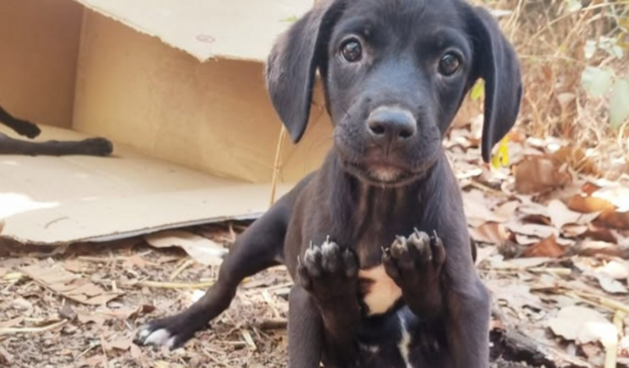 Ajude a UPAGOYÁ pagar as emergências no veterinário