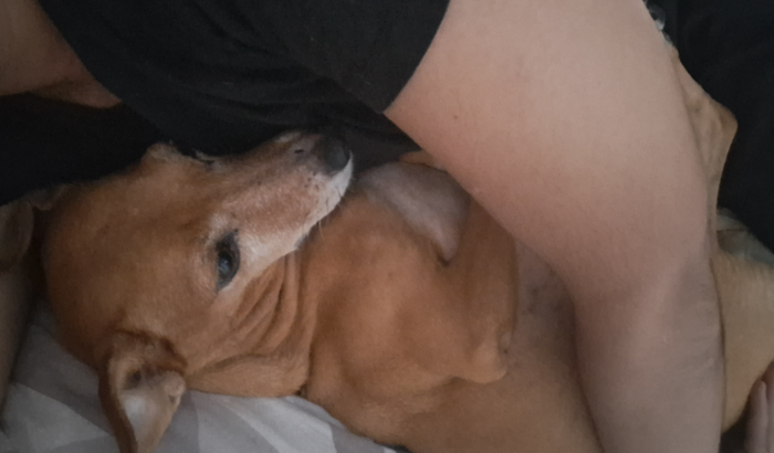 Preciso de ajuda para salvar minha filha de 4 patas