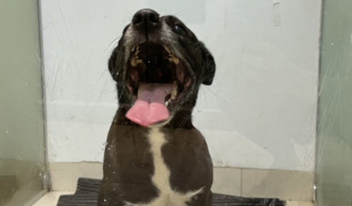 Pretinha foi atropelada e precisa de cirurgia