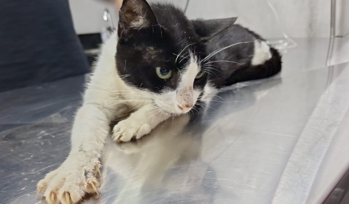 Ajuda para o Malhado