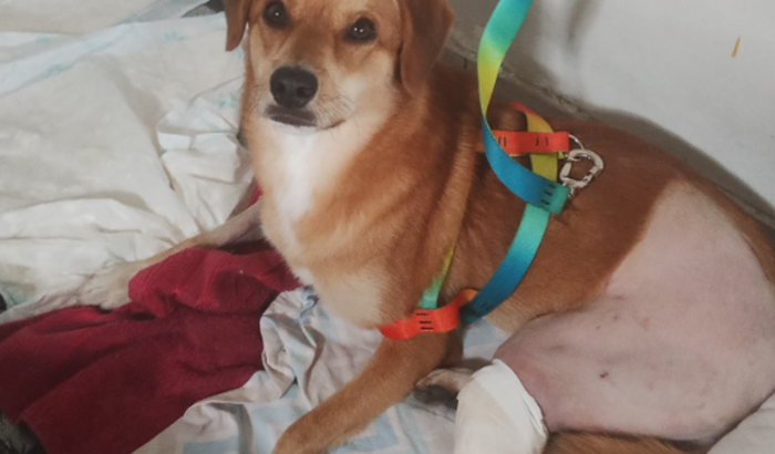 Salve o Caramelo vítima de atropelamento com fratura exposta na tíbia