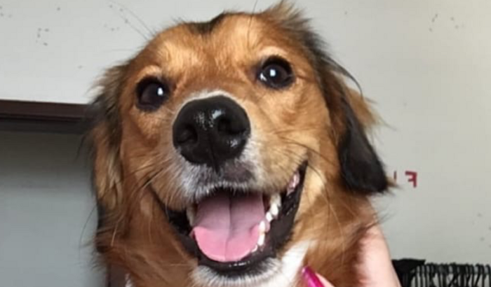Ajude nosso Bailey a combater o câncer