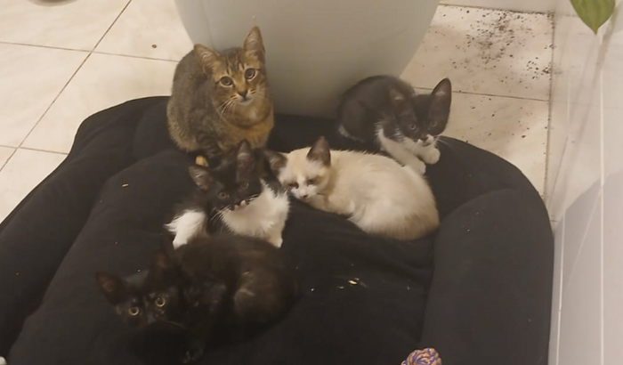 5 Gatinhos abandonados na Bento
