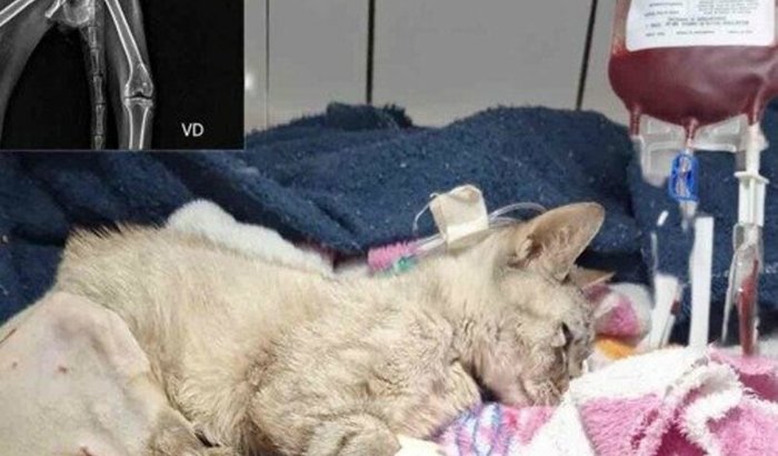 CIRURGIA E TRANSFUSÃO DA BRANQUINHA 