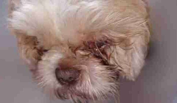 Ajuda para cirurgia do meu cãozinho.