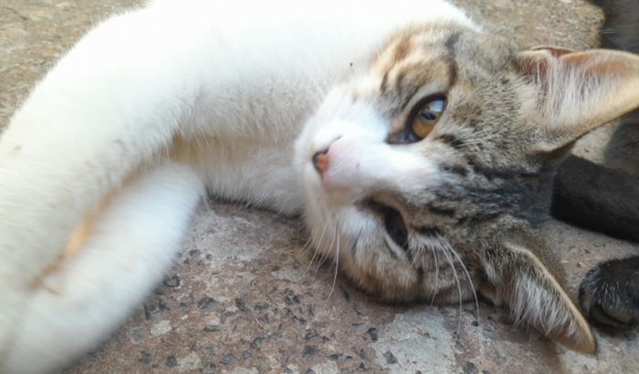 Ajude Mimo a viver - colapso traqueal