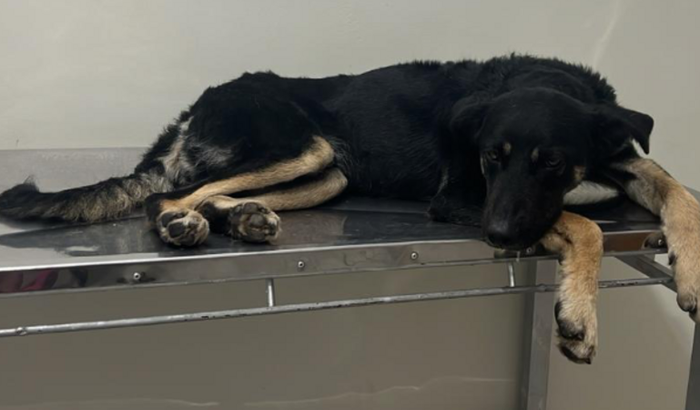 Animal atropelado  - Pretinho