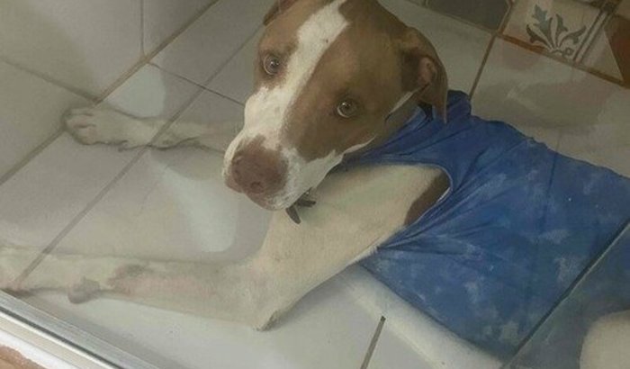 Cirurgia de estômago do Draquinho