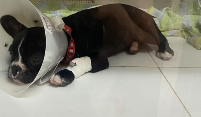 A Monique precisa de você