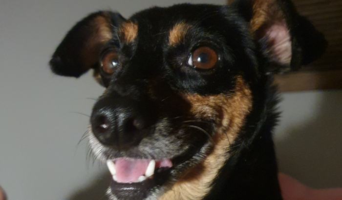 Ajude minha cachorrinha a operar