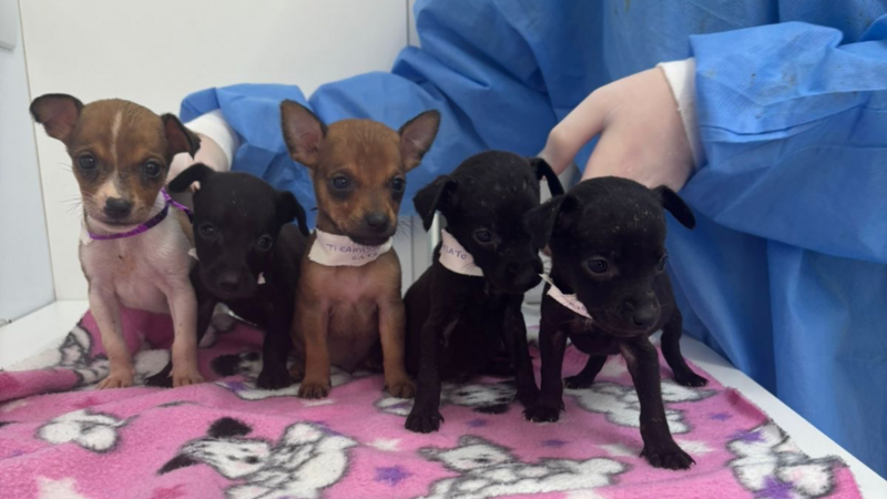 Quitação clínicas de 2024