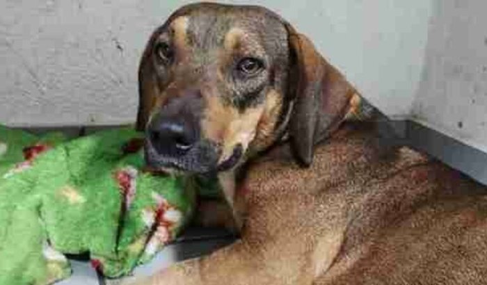 Cachorrinho que foi atropelado CIRURGIA