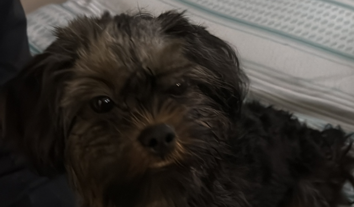 Castração da cadelinha resgatada 