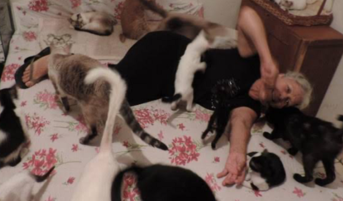 Ajudem os gatinhos da vovó 