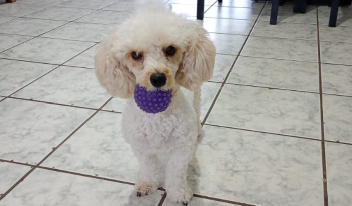 Ajudar a visão da Lili