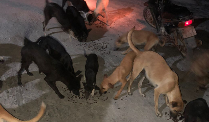 Ajudar os cachorros da salina 