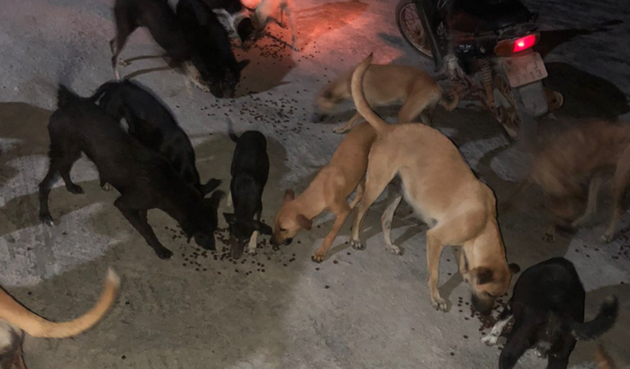Ajudar os cachorros abandonados na salina 