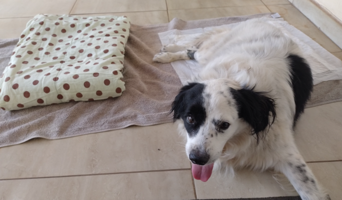 Cirurgia do Basílio