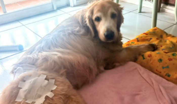 Nos ajudem a salvar nosso Astrão