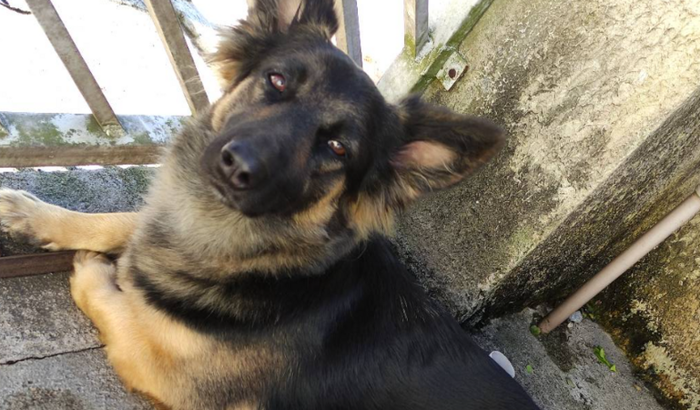 AJUDA INTERNAMENTO DA LUNA