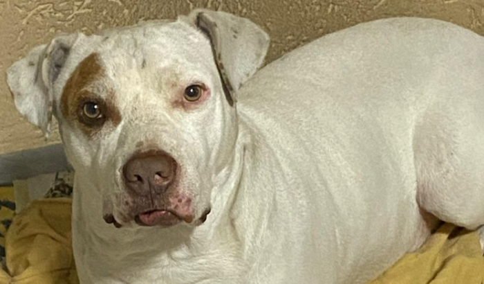 Cirurgia do fêmur do Blaid