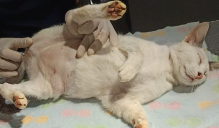 Ajude com os custos da 2° cirurgia do Biscoito