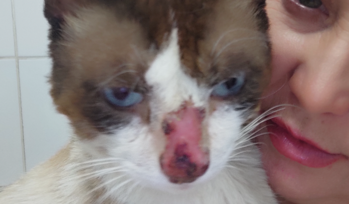  GATO INSUFICIÊNCIA RENAL GRAVE + 4 ANIMAIS + DÍVIDAS