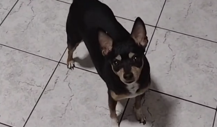 Ajuda para a quimioterapia da Nina