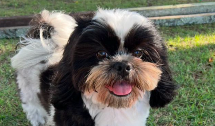 Ajude o Pancho Benício 