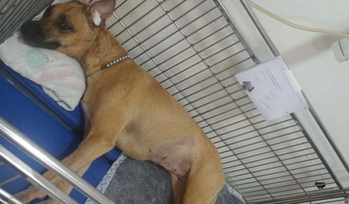 Nos ajude a salvar Joelma