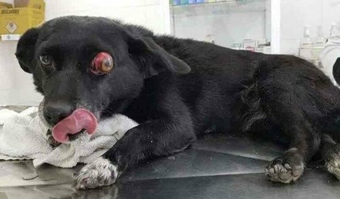 ajude a luna na cirurgia