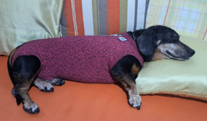 Nos ajude a quitar a cirurgia do Bob!